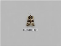 藏品(夜蛾科)的圖片